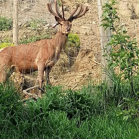 Urlaub Am Bauernhof - Zettlerhof * Sankt Dionysen
